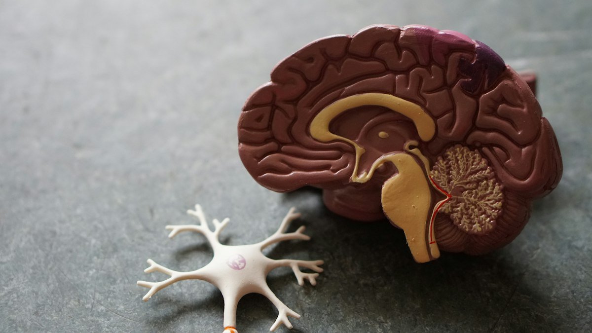How the Human Brain Learns